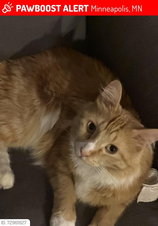 Lost Male Cat last seen South side of Diamond Lake, Minneapolis, MN 55419