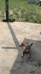 Lost Female Dog last seen Near Las Cumbres Drive , Edcouch, TX 78538