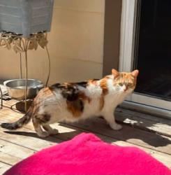 Found/Stray Unknown Cat last seen Princess Avenue and Cartwright Street, London, ON 