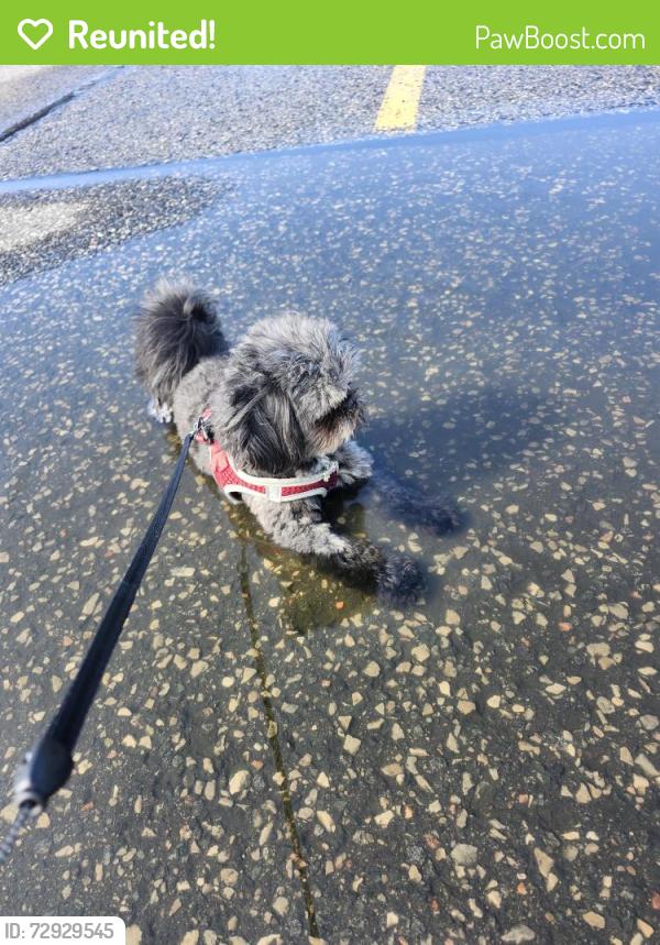 Reunited Male Dog last seen Liverpool and kingston road, Pickering, ON L1V 3W3