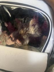 Reunited Female Dog last seen Sprucewood Dr, Durham, NC 27707