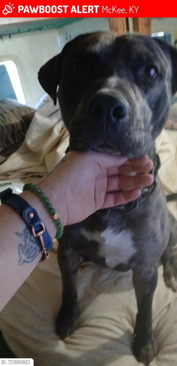 Lost Male Dog last seen Tyner post office , McKee, KY 40447