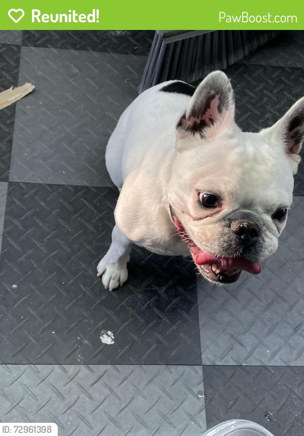 Reunited Female Dog last seen Shumway and Kent , Chandler, AZ 85225