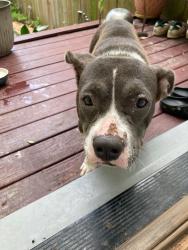 Found/Stray Female Dog last seen South Bluff Park, Corpus Christi, TX 78401