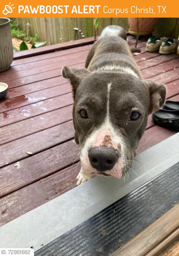 Found/Stray Female Dog last seen South Bluff Park, Corpus Christi, TX 78401