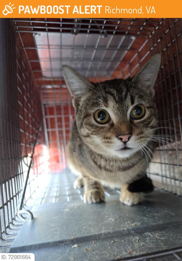 Found/Stray Female Cat last seen Henry L Marsh III elementry school, Richmond, VA 23223