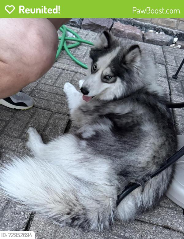 Reunited Female Dog last seen 111th and Lawler, Alsip, Alsip, IL 60453