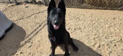 Shelter Stray Male Dog last seen , California City, CA 93505