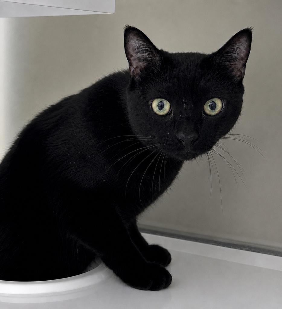 Shelter Stray Female Cat last seen , Saint Paul, MN 55104