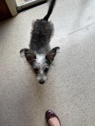 Lost Female Dog last seen N new Braunfels , San Antonio, TX 78217