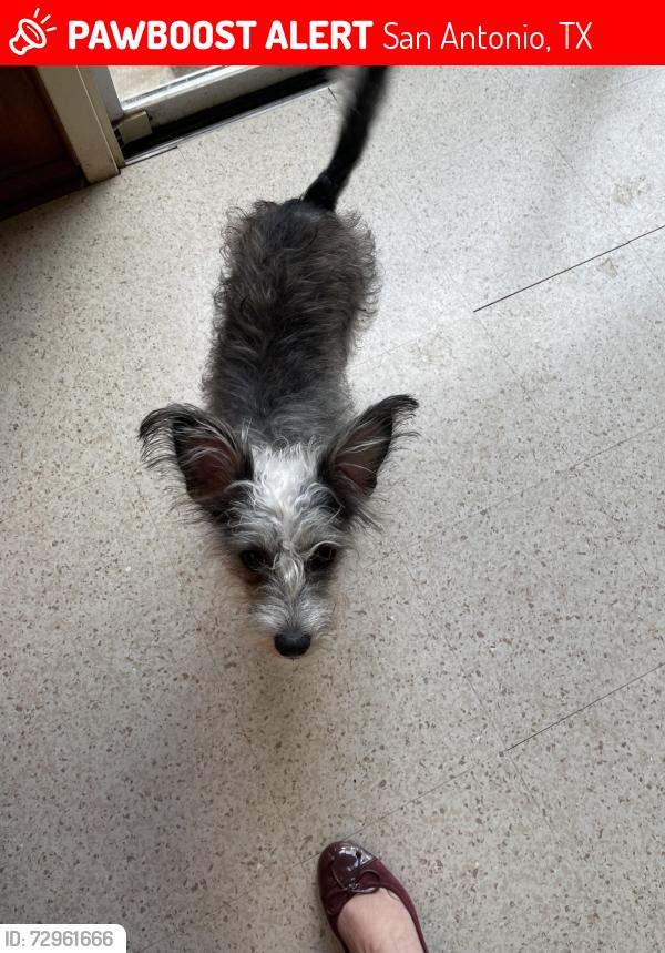 Lost Female Dog last seen N new Braunfels , San Antonio, TX 78217