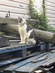 Found/Stray Female Cat last seen E Kirby ave/ e bright , Muncie, IN 47302