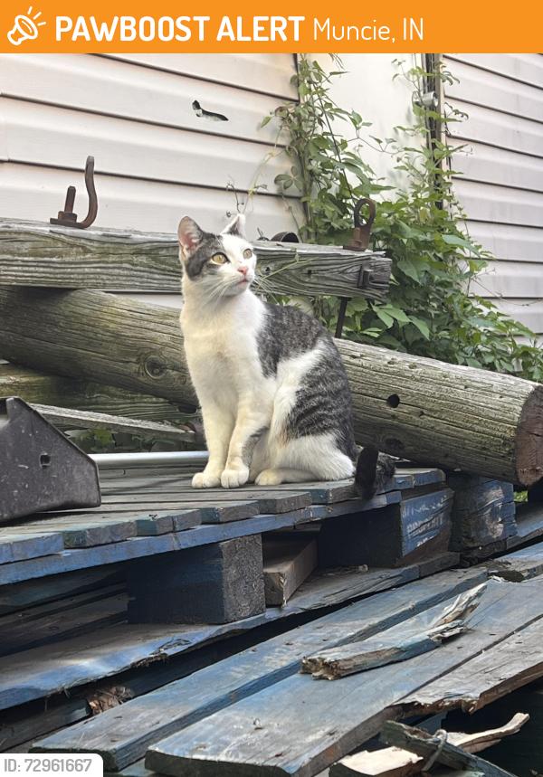 Found/Stray Female Cat last seen E Kirby ave/ e bright , Muncie, IN 47302