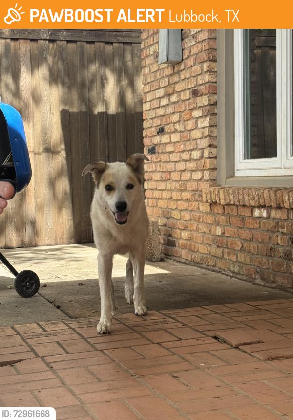 Found/Stray Female Dog last seen Indiana , Lubbock, TX 79414