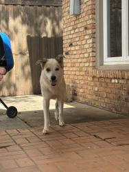 Found/Stray Female Dog last seen Indiana , Lubbock, TX 79414