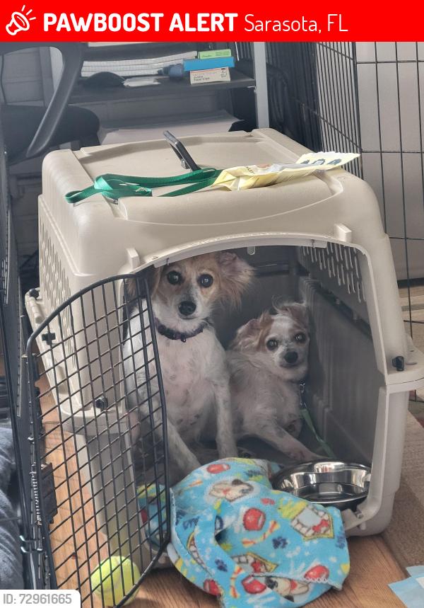 Lost Female Dog last seen Monica Parkway and Prudence dr, Sarasota, FL 34237