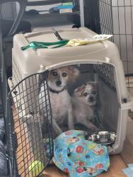Lost Female Dog last seen Monica Parkway and Prudence dr, Sarasota, FL 34237
