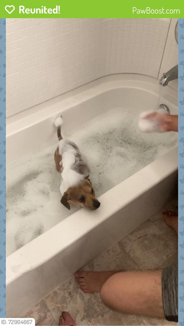 Reunited Male Dog last seen Martin Luther king blvd Bakersfield ca 93307, Bakersfield, CA 93307