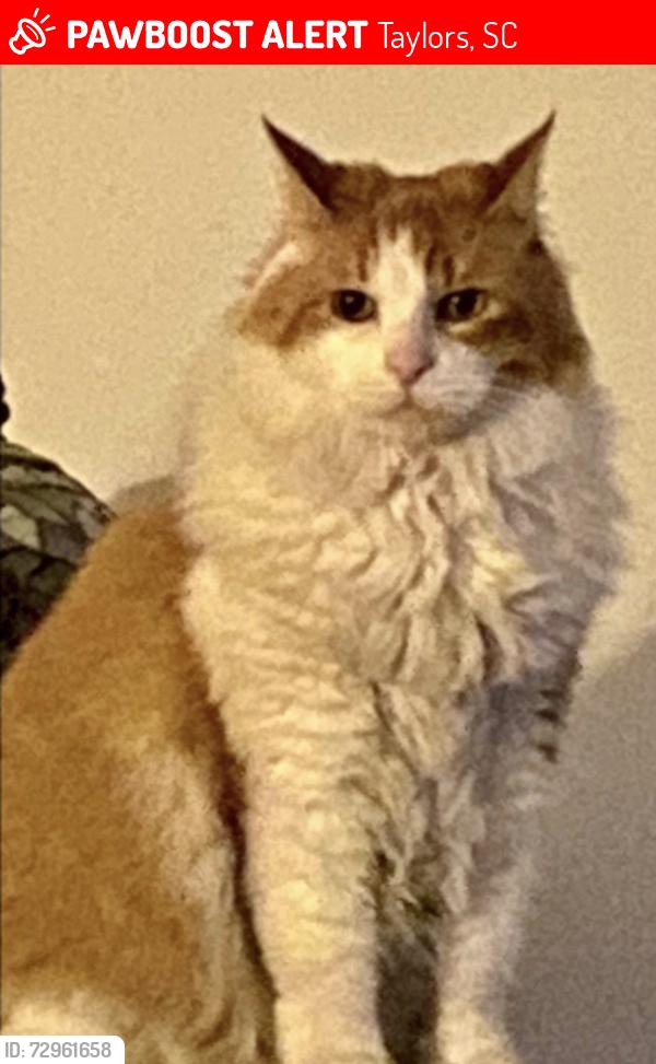 Lost Male Cat last seen Whipple Lane and Lynn Rd., Taylors, SC 29687