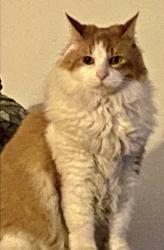 Lost Male Cat last seen Whipple Lane and Lynn Rd., Taylors, SC 29687