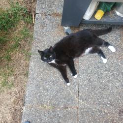 Lost Female Cat last seen D st , Blaine, WA 98230