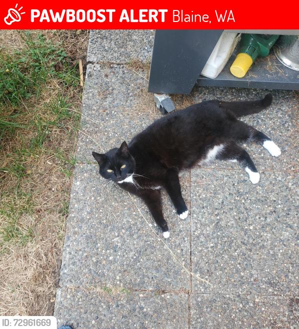 Lost Female Cat last seen D st , Blaine, WA 98230