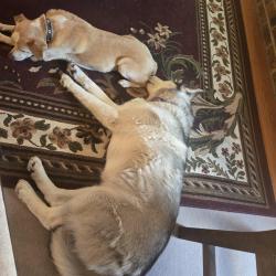 Reunited Female Dog last seen S.Vaughn Way and Parker Road, Arapahoe County, CO 80014