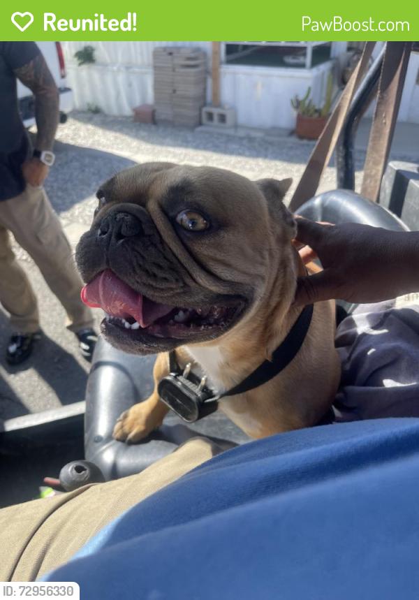 Reunited Male Dog last seen Desert Hot Springs, CA, USA, Desert Hot Springs, CA 92240