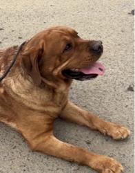 Reunited Male Dog last seen Near El Monte road, lakeside, Lakeside, CA 92040