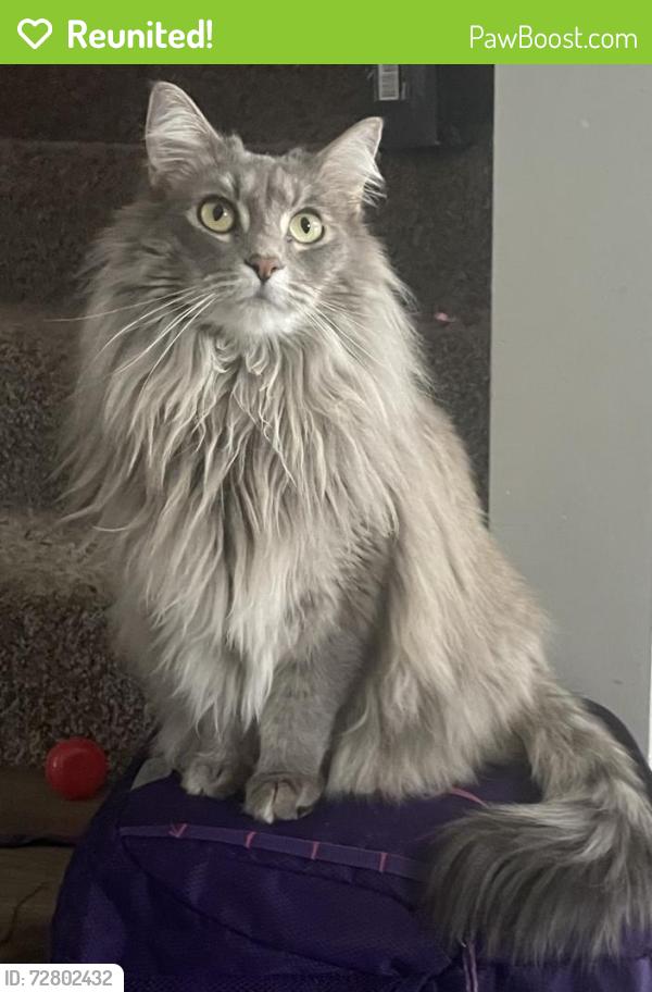 Reunited Female Cat last seen Oehlke Park, Woodbury, Woodbury, MN 55129