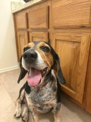 Found/Stray Male Dog last seen Clay and Brittmore, Houston, TX 77043