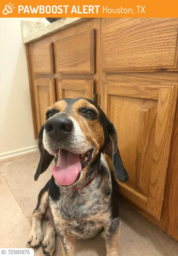 Found/Stray Male Dog last seen Clay and Brittmore, Houston, TX 77043