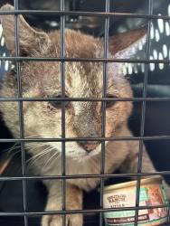 Shelter Stray Male Cat last seen Bexar County, New Braunfels, TX 78130