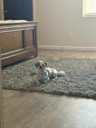 Lost Male Dog last seen glenlivet way and Rojas 79928, El Paso County, TX 79928