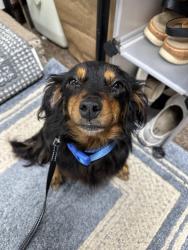 Found/Stray Unknown Dog last seen Wentworth and Lancashire , Modesto, CA 95350