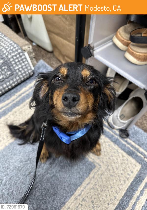 Found/Stray Unknown Dog last seen Wentworth and Lancashire , Modesto, CA 95350