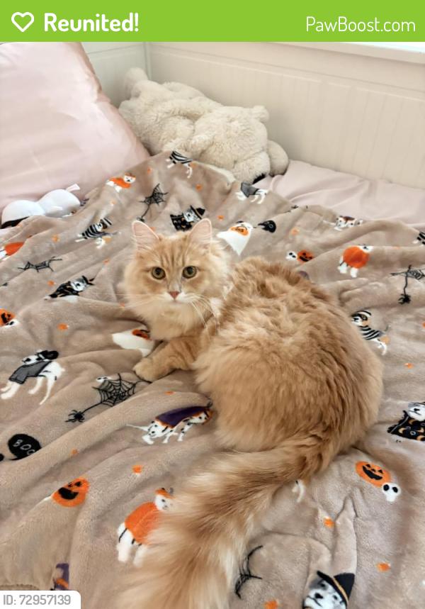 Reunited Male Cat last seen Park, Nocatee, FL 32081