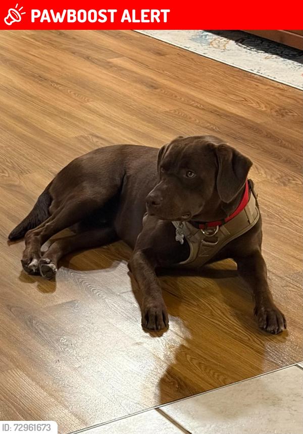 Lost Male Dog last seen RockyMount Rd and Luthersville Road, Meriwether County, GA 30218