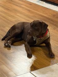 Lost Male Dog last seen RockyMount Rd and Luthersville Road , Meriwether County, GA 30218