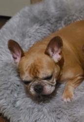 Lost Female Dog last seen Cedar mt hope, Lansing, MI 48910