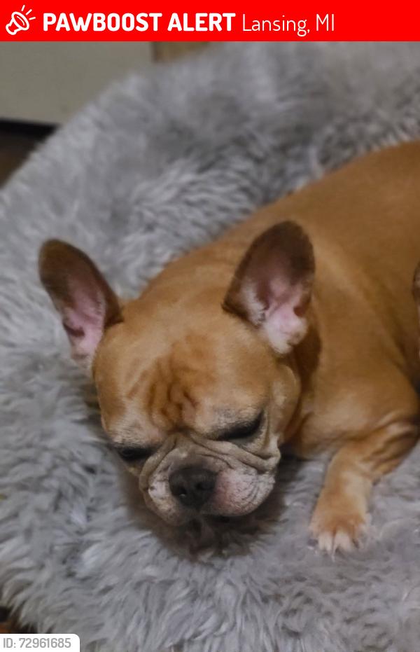 Lost Female Dog last seen Cedar mt hope, Lansing, MI 48910