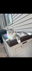 Lost Male Cat last seen Briggs rd, Amos Rd, Elkhorn, WI 53121