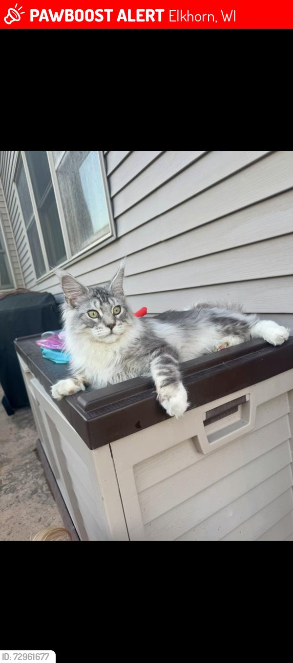 Lost Male Cat last seen Briggs rd, Amos Rd, Elkhorn, WI 53121