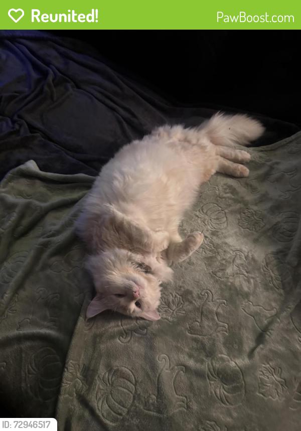 Reunited Male Cat last seen Sloop road and Rochester , McCandless Township, PA 15237