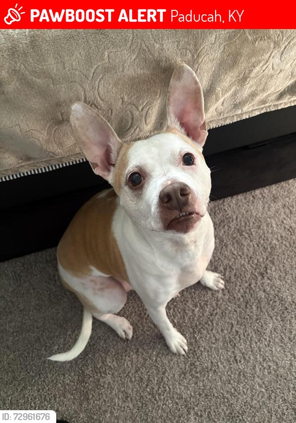 Lost Male Dog last seen Near , Paducah, KY 42001