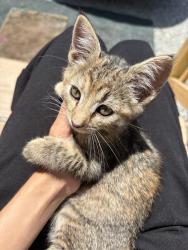 Lost Female Cat last seen Sam’s Club, Winterville, NC 28590