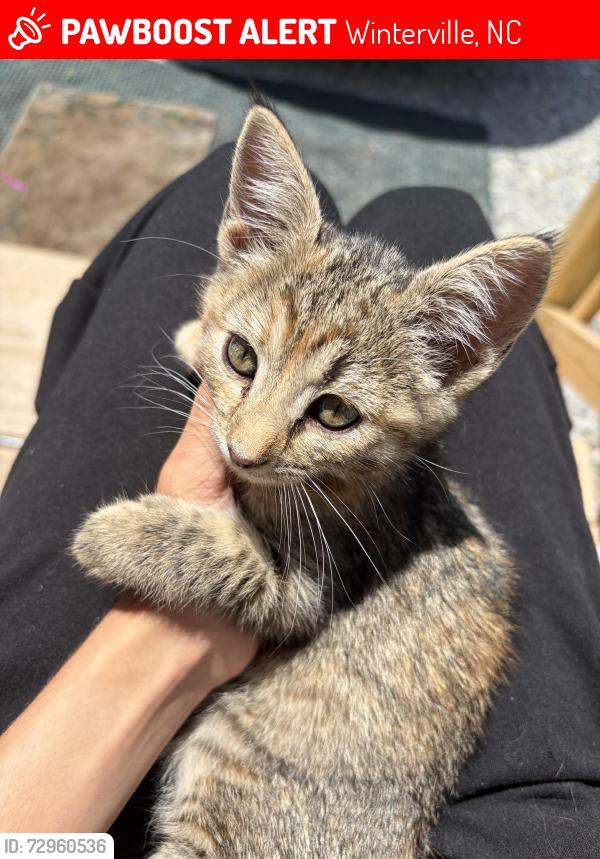 Lost Female Cat last seen Sam’s Club, Winterville, NC 28590