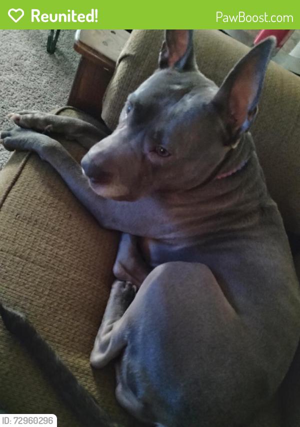 Reunited Female Dog last seen Near Louisiana Ave, Hendersonville, NC 28739, USA, Hendersonville, NC 28739
