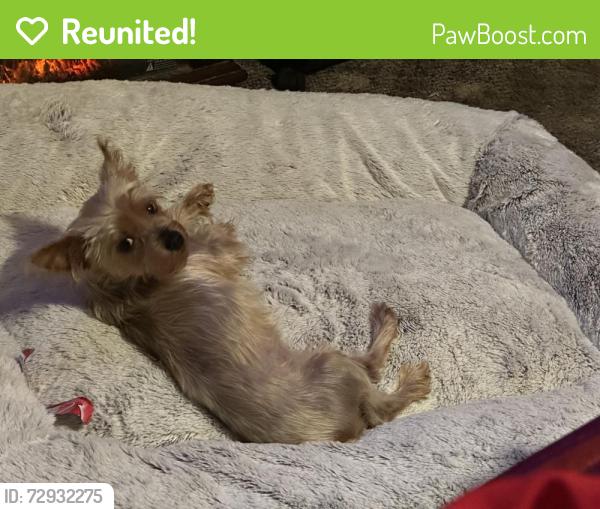 Reunited Female Dog last seen Hearne and Mansfield Rd, Shreveport, LA 71108
