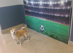 Shelter Stray Male Dog last seen Near BLOCK BROKLINE DR, Doral, FL 33122